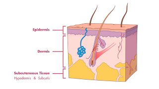 Remember the Layers of the Skin and Epidermis  MEDZCOOL [upl. by Einnob79]