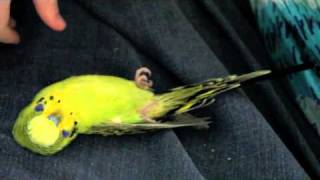 BirdBudgie Playing Dead [upl. by Fen]