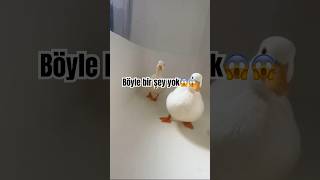 Peşimizi gene bırakmadı 😂🙂‍↕️ eğlence [upl. by Eugenio]