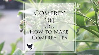 COMFREY 101  How to Make Comfrey Tea  Cosmopolitan Cornbread [upl. by Ained592]