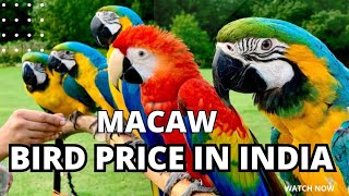 Macaw Bird market price 🛑🛑 macaw parrot price update 2023  macaw parrot price in Indian market [upl. by Clements]