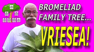 Bromeliad Family Tree Vriesea [upl. by Yrome822]