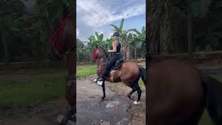 Los mejores caballos paso fino colombia pasofinocolombiano parati caballoscolombianos [upl. by Majka]