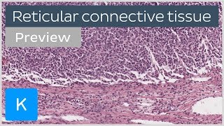 Reticular connective tissue cells and structure preview  Human Histology  Kenhub [upl. by Lougheed911]