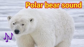 Polar bear sounds  Polar bear sound  polar bear sound effect  polar bear roar  polar bear [upl. by Drofnil]