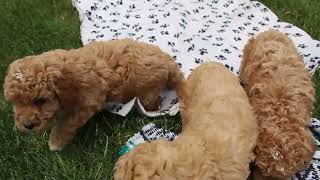 Miniature Labradoodle Puppies For Sale [upl. by Evreh]