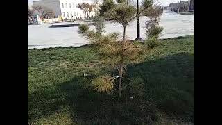 What kind of Fir Tree is this Part 2 [upl. by Munster]