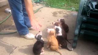 Nixons pitbull puppies [upl. by Eirek839]