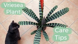 Vriesea Plant Care Tips The Bromeliad With The Flaming Sword Flower  Joy Us Garden [upl. by Eki539]