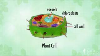 Introduction To Botany  Plants are like people [upl. by Laram]