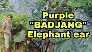 quotBADJANGquot Alocasia Variety Purple Elephant ear Plant [upl. by Nilek]