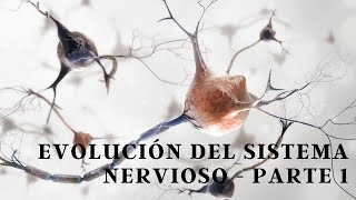 Evolución del Sistema Nervioso  Parte 1 [upl. by Elspet]