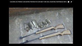 CACERIA DE PERDIZ CON NITRO PISTON FOX GR1600 Y SR1250HUNTING PARTRIDGE WITH COMPRESSED AIR RIFLE [upl. by Sad394]