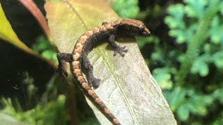 Lepidodactylus lugubris terrarium [upl. by Catrina]