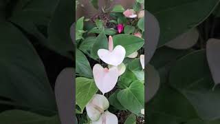 White anthurium  flowers  gardening [upl. by Toshiko]