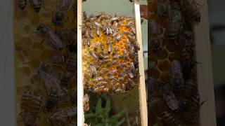 Bee keeping in Sri Lanka  Bee Honey bee honey shortvideo [upl. by Burdelle]