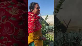 Pohoch Gye Kitchen Garden minivlogs dailyminivlogs kitchengarden villagelife palfamilyvlogs [upl. by Ylatan15]