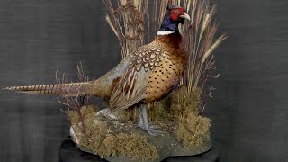 How to Build a Bird Habitat  Taxidermy Supply  ScenesnNature® [upl. by Kristofor706]