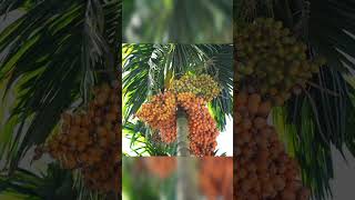 കവുങ്ങ് ഇനങ്ങൾ ഏതെല്ലാമാണ്  Arecanut Varieties in India  Chunkapura Nursery Tips [upl. by Abixah]