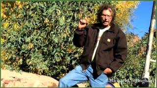 part 2  Nicotiana glauca Tree Tobacco Michael Cottingham Southwest Herbalist [upl. by Elum]