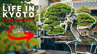 Niwaki Hunting in Osaka  Life in Kyoto  Ep 7 [upl. by Acinnod]