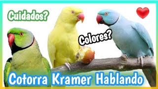 Cotorro de Kramer Hablando y Cantando 🐦  Cuidados colores Alimentacion hembra y macho❓ [upl. by Nivlac916]