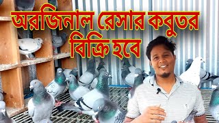 vlog 32 রেসার কবুতরের দামঅরিজিনাল রেসার কবুতর বিক্রি হবেRacer Pigeon PriceRacer Pigeon for sale [upl. by Anibas787]