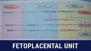 Fetoplacental unit  formation of steriod hormones [upl. by Kester]