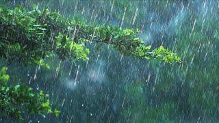 24 Hours Rain amp Thunder  Rainstorm Sounds for Sleep Studying or Relaxation  Nature White Noise [upl. by Eylrahc432]