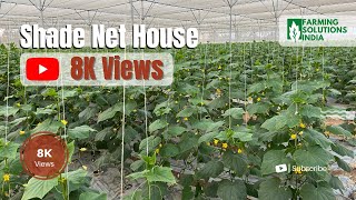 Cucumber Farming Net House [upl. by Annoek]