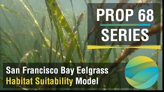 Episode 3  Eelgrass Habitat Suitability Model [upl. by Pillihp336]