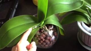 Orchid rescue mission hydroton vs sphagnum method [upl. by Sharla215]