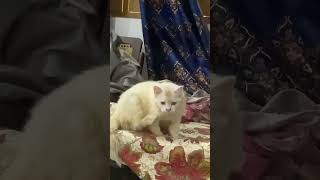 Cute Baby kitten sound 🥰 cat cute kitten cutecat pets shortvideo cutecathere cuteanimal [upl. by Uird333]