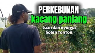 JalanJalan di Perkebunan kacang panjang Qomar production [upl. by Ventre]