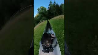 Extreme Alpine Slide Adventure Hits 70 kmh in Germany [upl. by Lindholm]