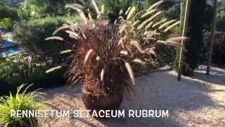 Pennisetum setaceum rubrum Garden Center online Costa Brava  Girona [upl. by Molloy]