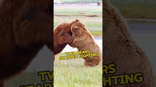 Two Bears started fighting wildanimals bear bearfight shorts [upl. by Amalbergas]