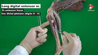 Craniolateral Muscles of the Crus in the Dog [upl. by Alleram847]