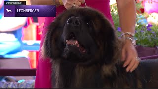 Leonbergers  Breed Judging 2024 [upl. by Colette]