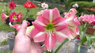 Maguire Susan Slade Amaryllis Hippeastrum [upl. by Atnuahc610]