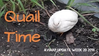 Stop Quail Time and Red Rumps No Voices  Pheasantasiam Update Week 20 2018 [upl. by Akcemat]