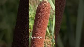 Funny typha latifolia or broadleaf cattail shorts herbarium [upl. by Paulie]