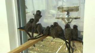 Common Marmosets are Highly Social [upl. by Rego]