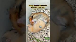 funny moment when the hamster kicks out hamsters [upl. by Llireva]