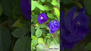 Clitoria Ternatea  Blue Multipetal Sangu Pushpam Medicinal Live Plant seed2plant [upl. by Puna]