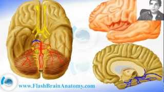 Cerebral Arteries and Circle Of Willis 12 [upl. by Ursa80]