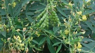 Organic Pigeonpea at My GREEN SHOOT ORGANIC GARDEN [upl. by Rogerg]