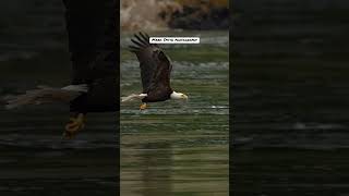 Bald eagle grabs fish and swallows it alive all while flying bird eagle baldeagle fishing [upl. by Leamaj]