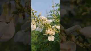 Doloi tea garden kamolgonj hellosreemangalofficial hellosreemangal sylhettravel teagarden [upl. by Ainwat]