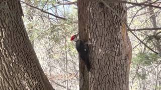 Pileated Woodpecker [upl. by Hurty518]